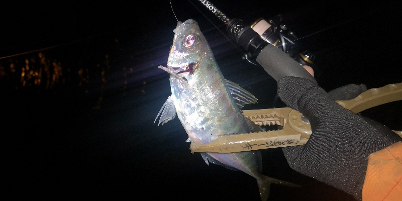 アジング練習　270　