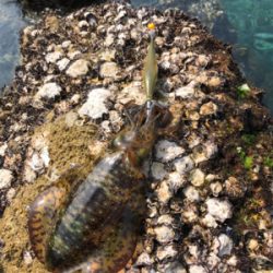 地磯をランガン