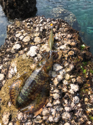 地磯をランガン