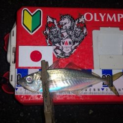 アジング練習　271