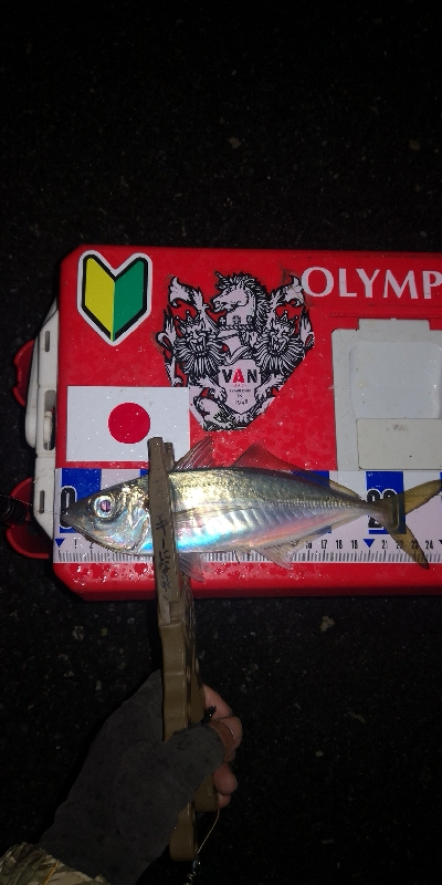 アジング練習　271