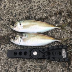 キャロアジング