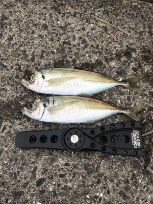 キャロアジング