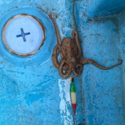 明石タコ　開幕戦