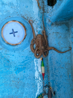 明石タコ　開幕戦