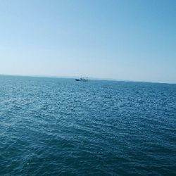 餌でベラ2匹！フグ多数・・・