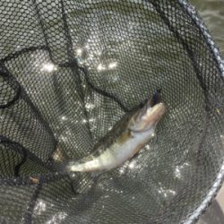 サイズは伸びず