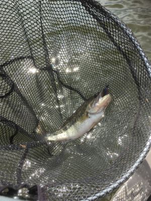 サイズは伸びず