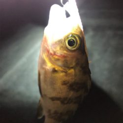 メバルとガシラ