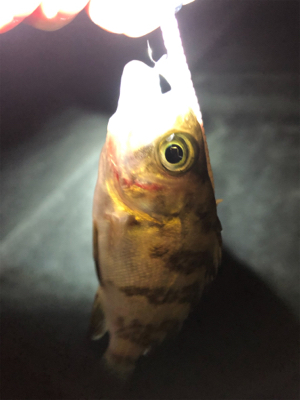 メバルとガシラ