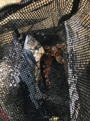 約1年ぶりのチヌ