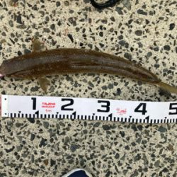 仕事前に朝マズメフラットフィッシュ狙いで巨エソ！！