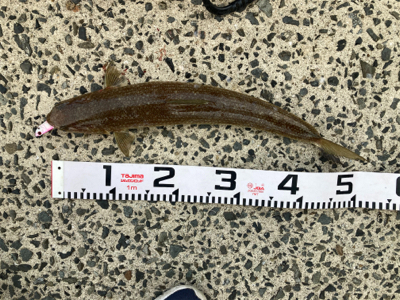 仕事前に朝マズメフラットフィッシュ狙いで巨エソ！！