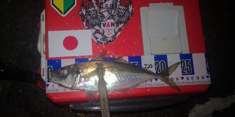 アジング練習　272