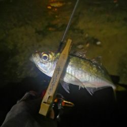 アジング練習 273