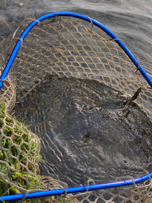 黒保根渓流フィッシング