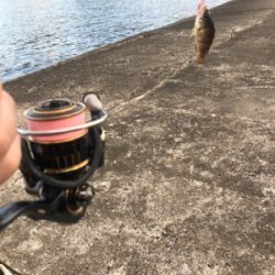 メバリング タコ？