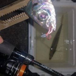 アジング練習　274