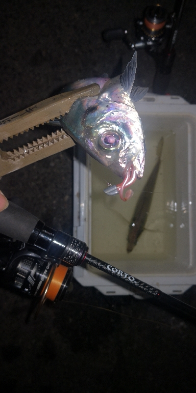 アジング練習　274