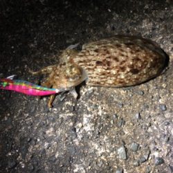 コウイカの季節です