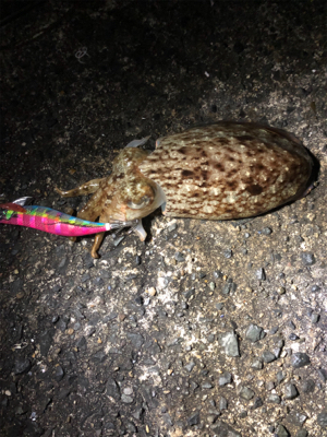 コウイカの季節です