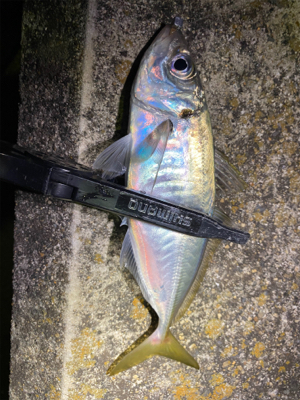 強風でさらに極寒の中アジング