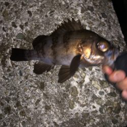 朝マヅメはラッシュでも