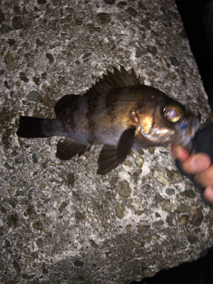 朝マヅメはラッシュでも