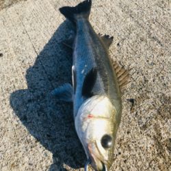 今日は渋かった