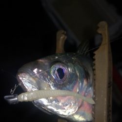 アジング練習　275 宵姫AJカスタムジグヘッド