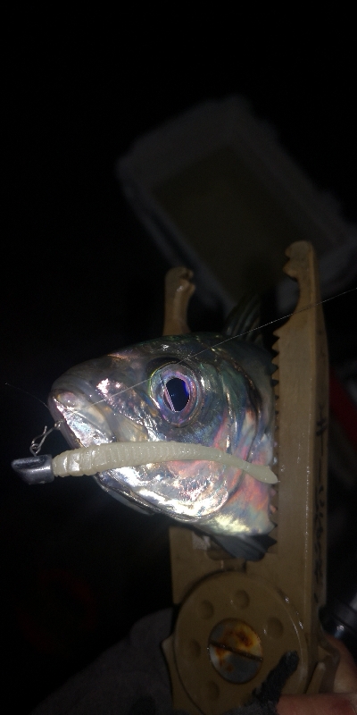 アジング練習　275 宵姫AJカスタムジグヘッド