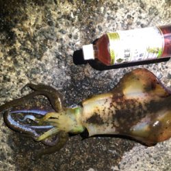 春イカ始動！！