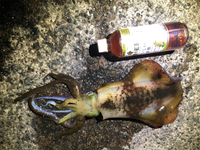 春イカ始動！！