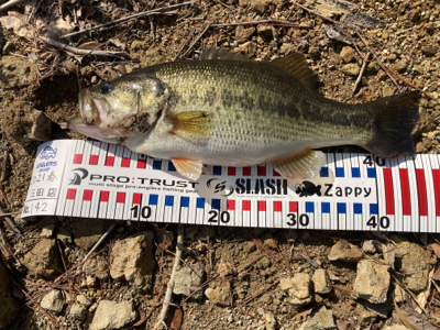 ほっほぉーい！初