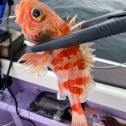 乙浜港沖、オニカサゴ玉砕‥