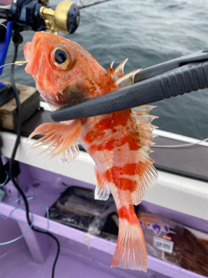 乙浜港沖、オニカサゴ玉砕‥