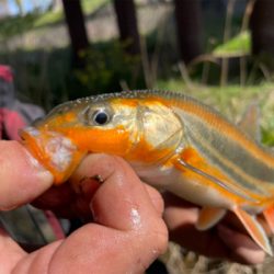 春の風物詩　小鮎釣り