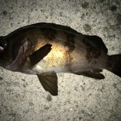 2021ライトゲーム第10戦