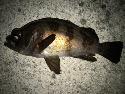 2021ライトゲーム第10戦