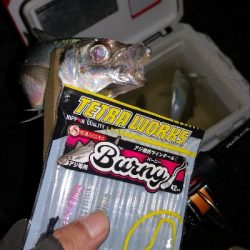 アジング練習　276