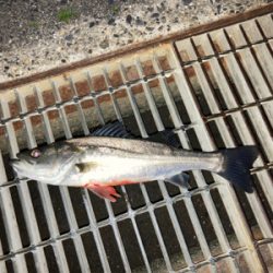 シーバスフィッシング