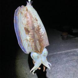 甲烏賊が食べたくて