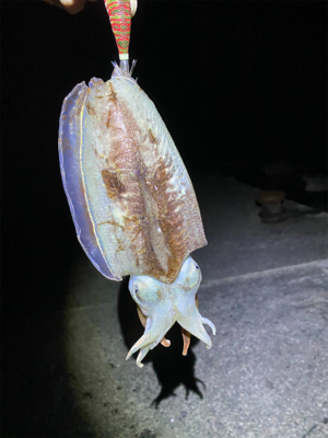 甲烏賊が食べたくて