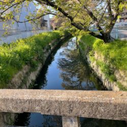 ノッコミ鯉釣り