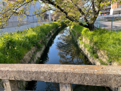 ノッコミ鯉釣り