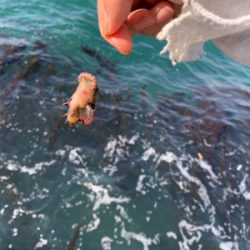 カレイ狙いでしたが、まさかの！！