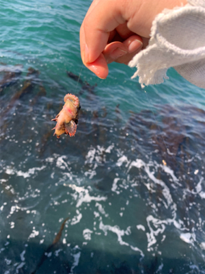 カレイ狙いでしたが、まさかの！！