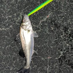 シーバス入れ食い