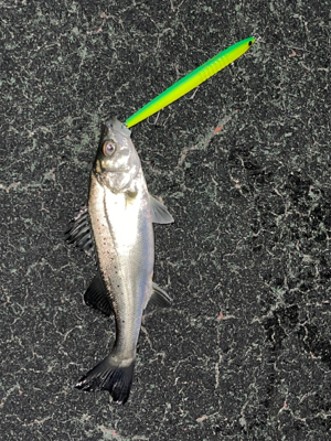 シーバス入れ食い