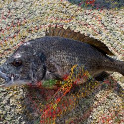 春ののっこみチヌ快調〜